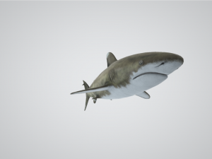 NeoShark Modello 3D