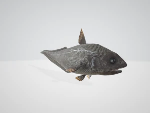 Abisal Bombacı 3D Model