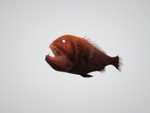 Common Fangtooth 3D Model