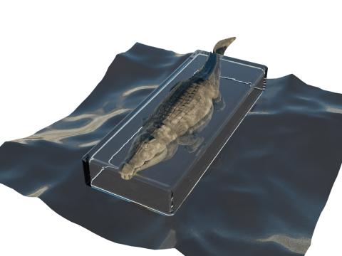 Crocodile 3D Model