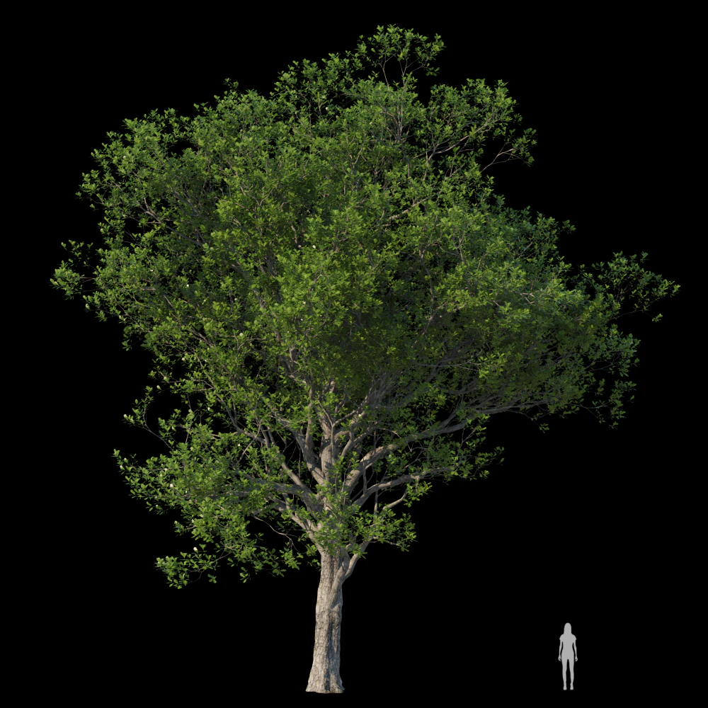 Trees 3D Model .c4d .max .obj .3ds .fbx .stl .blend 