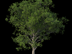 Trees 3D Model