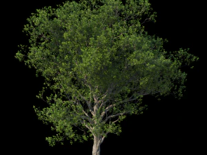 Bomen 3D Model