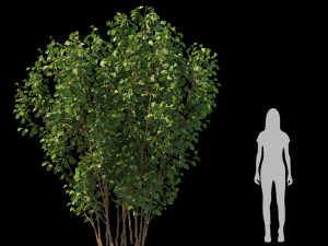 Trees 3D 模型