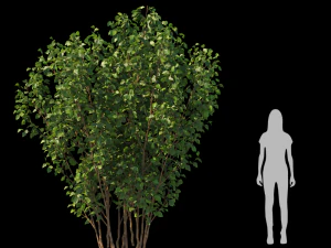 Trees 3D Model