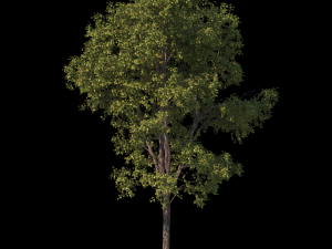 Trees 3D 模型