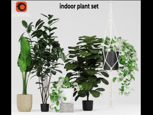 Indoor plant set 3D Model