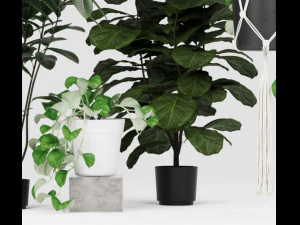 Indoor plant set 3D Model