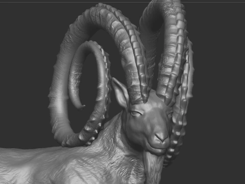 Markhor goat 3D Model