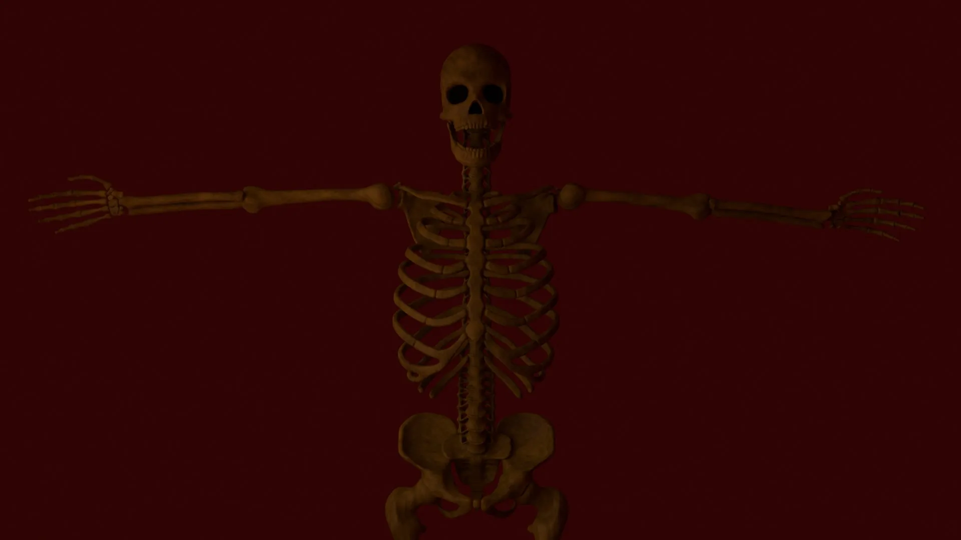 Anatomical skeleton 3D Model .c4d .max .obj .3ds .fbx .stl .blend 