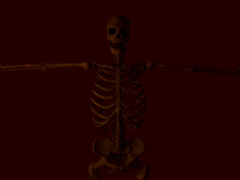 Anatomisch skelet 3D Model