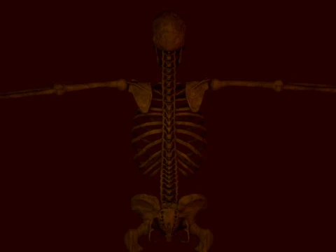 Anatomical skeleton 3D Model