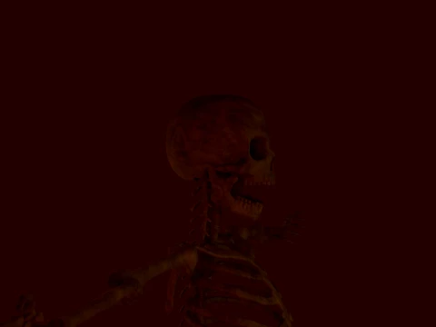 Anatomical skeleton 3D Model