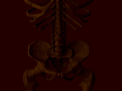 Anatomical skeleton 3D Model