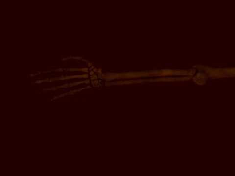 Anatomical skeleton 3D Model