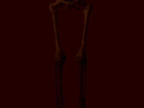 Anatomical skeleton 3D Model