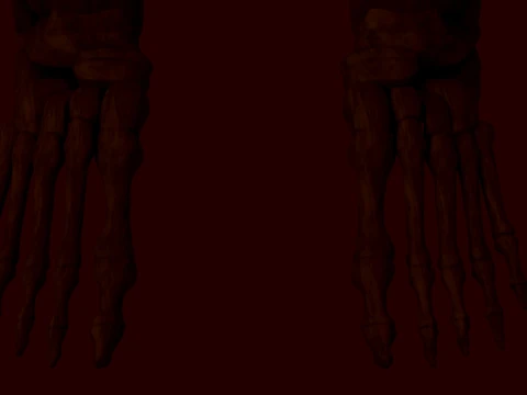 Anatomical skeleton 3D Model