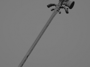 Atrum Rex 3D Model