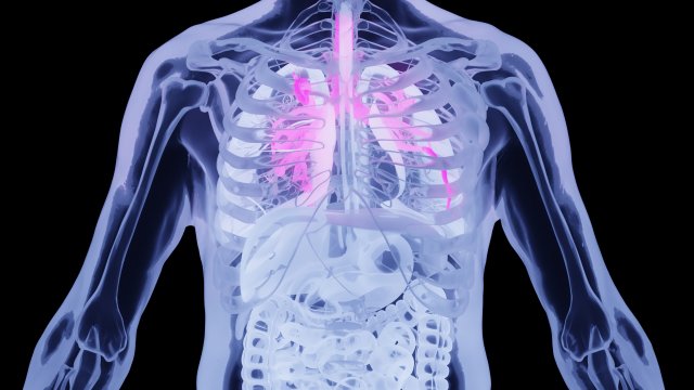 Human Anatomy X-ray Blender 3D Model 3D .c4d .max .obj .3ds .fbx .stl .blend 