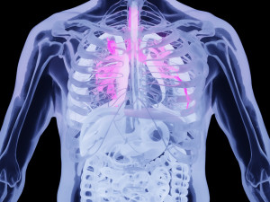Human Anatomy X-ray Blender 3D 3D Model