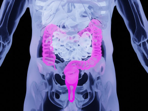 Human Anatomy X-ray Blender 3D Model 3D