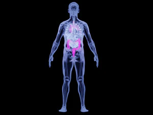 Human Anatomy X-ray Blender 3D 3D Model