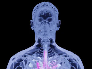 Human Anatomy X-ray Blender 3D 3D Model