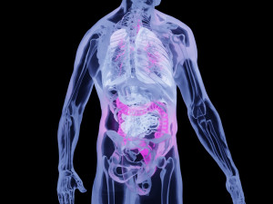 Human Anatomy X-ray Blender 3D Model 3D