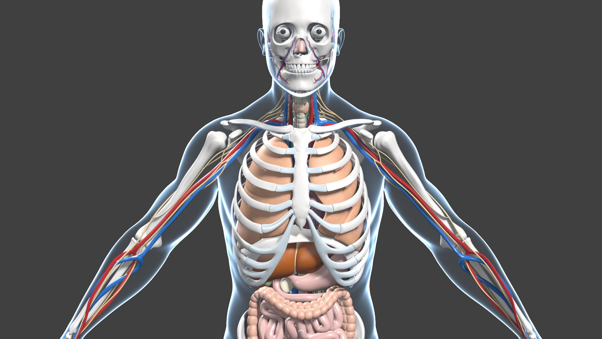 Skeletal muscle action binding blender 3D 3D Model .c4d .max .obj .3ds .fbx .stl .blend