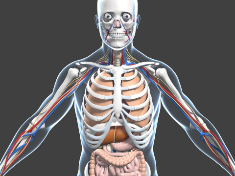 Skeletal muscle action binding blender 3D 3Dモデル
