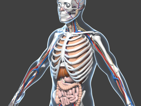 Skeletal muscle action binding blender 3D 3Dモデル