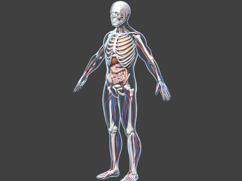 Skeletal muscle action binding blender 3D 3Dモデル