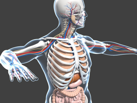 Skeletal muscle action binding blender 3D 3Dモデル