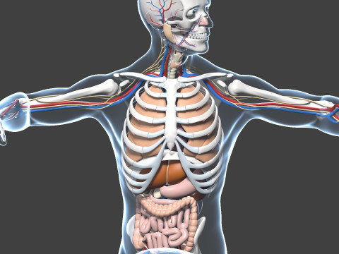 Skeletal muscle action binding blender 3D 3Dモデル