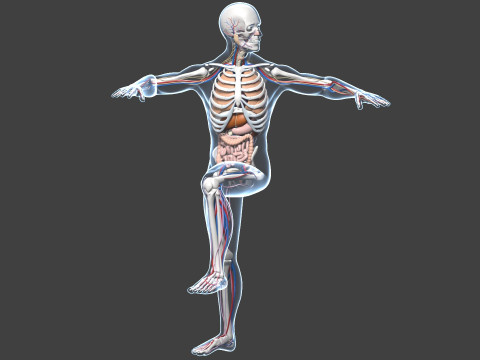 Skeletal muscle action binding blender 3D 3Dモデル
