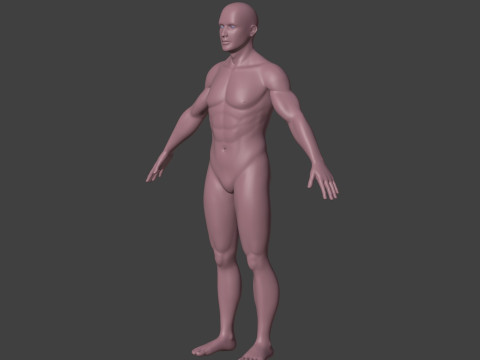Skeletal muscle action binding blender 3D 3Dモデル