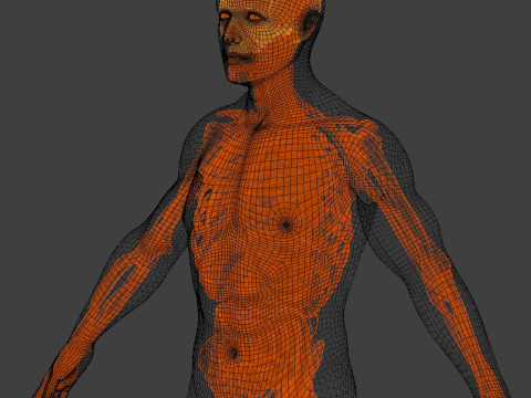Skeletal muscle action binding blender 3D 3Dモデル