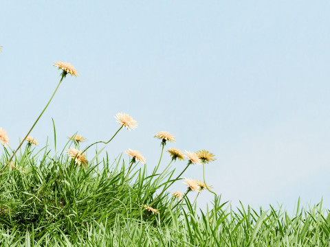 Skin Care Products Grass And Stones In The E-Commerce Product Scene Modèle 3D