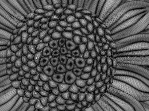 Sunflower Bas-relief 3D Model