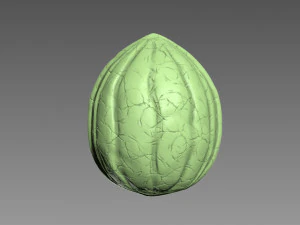 Nut Shell 3D Print Model