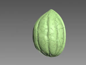 Guscio di noce Modello di stampa 3D