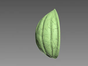 Guscio di noce Modello di stampa 3D