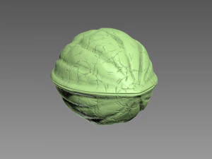 Guscio di noce Modello di stampa 3D
