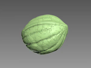 Guscio di noce Modello di stampa 3D