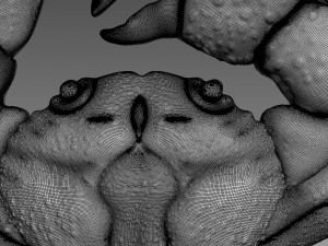 Crab Relief Model 3D