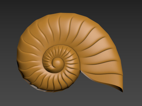 Seashell Shell Clam shell Model Cetak 3D