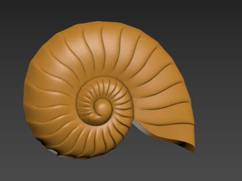Seashell Shell Clam shell 3D Print Model