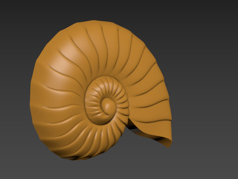 Seashell Shell Clam shell 3D Print Model