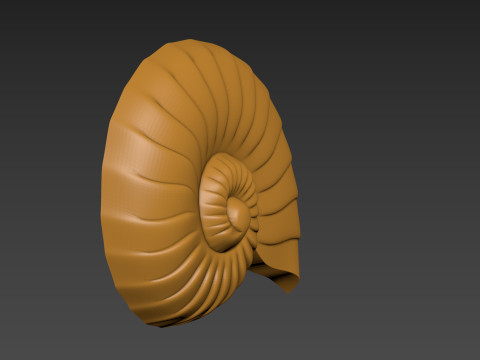Seashell Shell Clam shell 3D Print Model