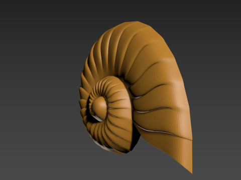 Seashell Shell Clam shell 3D Print Model